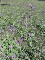 Salvia nutans