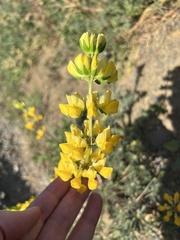 Lupinus luteolus