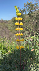 Lupinus luteolus