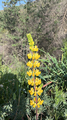 Lupinus luteolus
