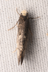 Tinea occidentella