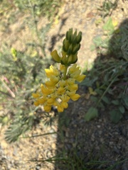 Lupinus luteolus