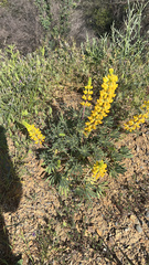 Lupinus luteolus