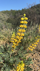 Lupinus luteolus