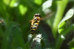 Syrphus opinator