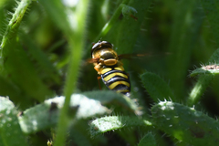 Syrphus opinator