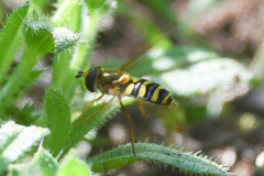 Syrphus opinator