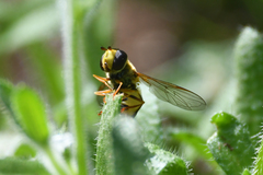 Syrphus opinator