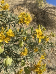 Cleomella arborea var. arborea