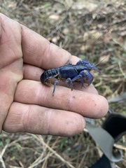 Procambarus holifieldi