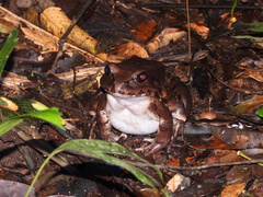 Leptodactylus pentadactylus