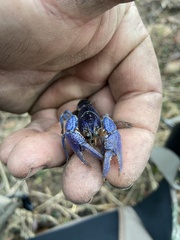 Procambarus holifieldi