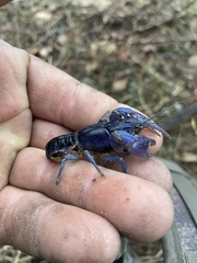 Procambarus holifieldi