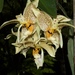 Stanhopea - Photo (c) Miguel García Cruz, some rights reserved (CC BY-NC)