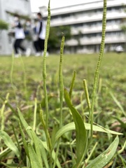Ophioglossum thermale