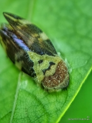 Ptyelinellus praefractus