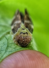 Ptyelinellus praefractus