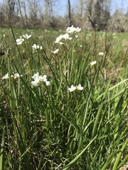 Cardamine penduliflora