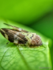 Ptyelinellus praefractus