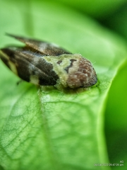 Ptyelinellus praefractus