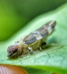 Ptyelinellus praefractus