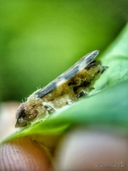 Ptyelinellus praefractus