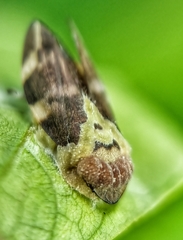 Ptyelinellus praefractus