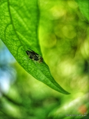 Ptyelinellus praefractus