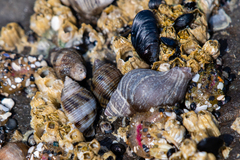 Nucella canaliculata