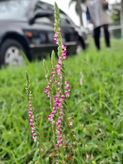 Spiranthes sinensis