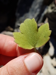 Ranunculus multiscapus