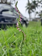 Spiranthes sinensis