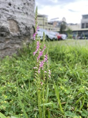 Spiranthes sinensis
