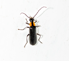 Rhagonycha lineola