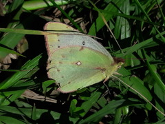 Colias lesbia