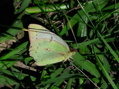 Colias lesbia