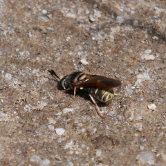Hermetiinae