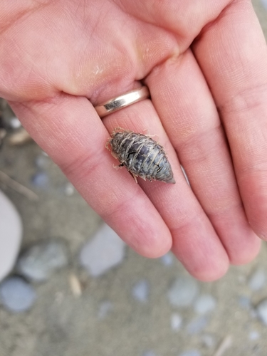 Saduria entomon