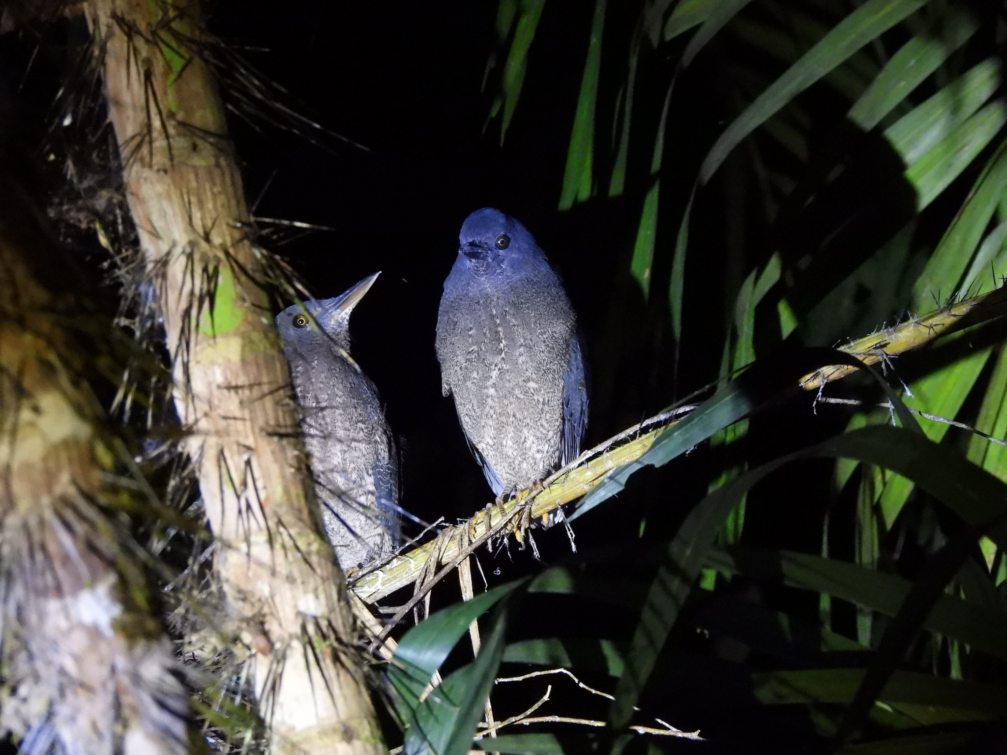 Zigzag Heron (Zebrilus undulatus), photo 2