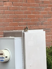 Passer domesticus