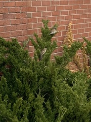 Passer domesticus