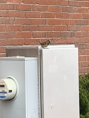 Passer domesticus