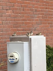 Passer domesticus