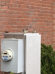 Passer domesticus
