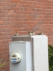 Passer domesticus