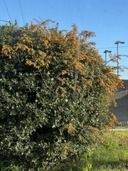 Berberis darwinii