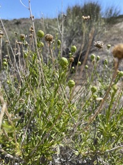 Eastwoodia elegans