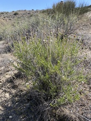 Eastwoodia elegans