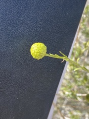 Eastwoodia elegans