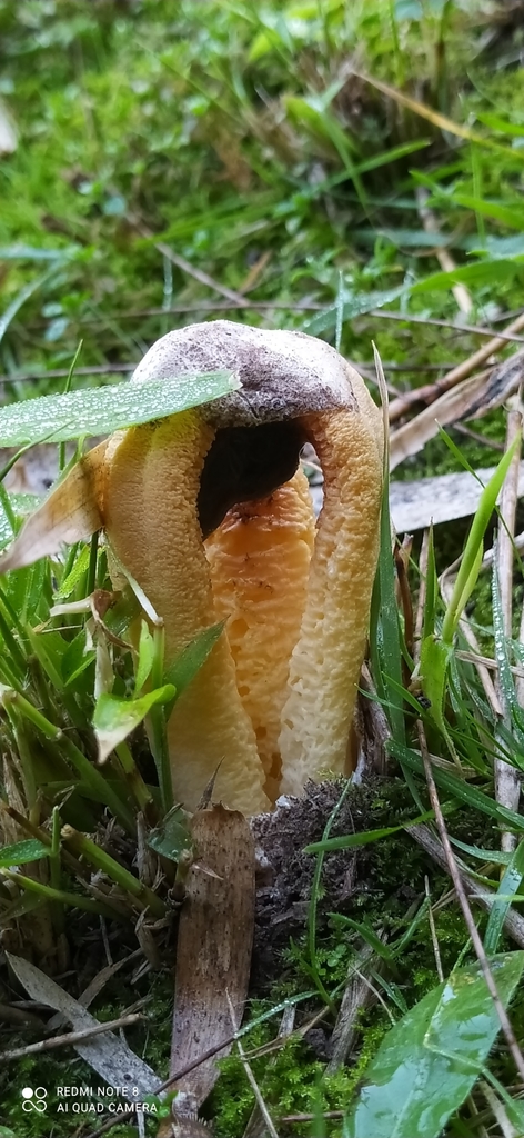 Clathrus columnatus · April 2022 · photo: © seba_fornes (iNaturalist, cc-by)